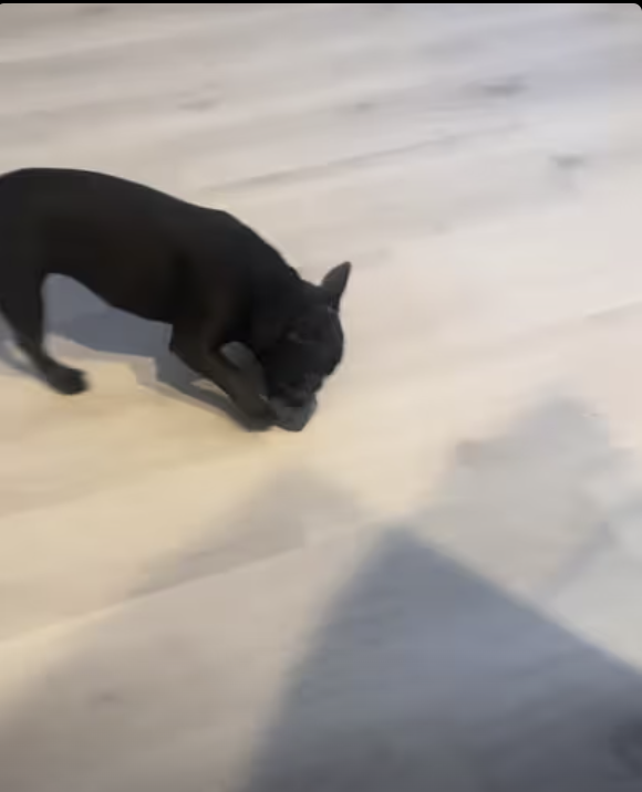 Sock Heist Shenanigans: Frenchie Pup Plays Keep-Away with Boxer Bro!